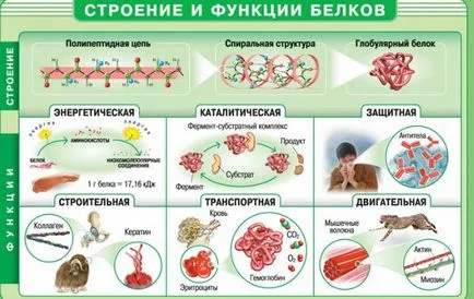 Белтъците са какви продукти