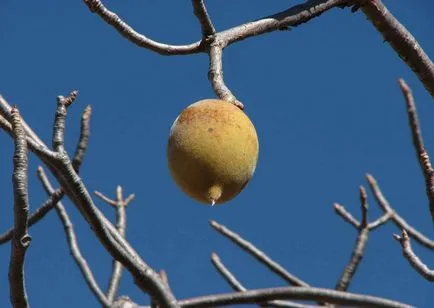 Baobab го