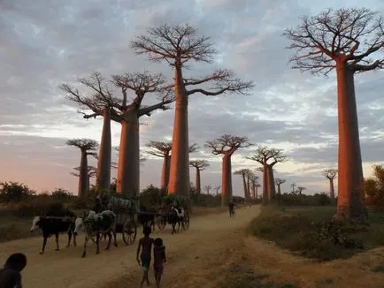 Baobab го