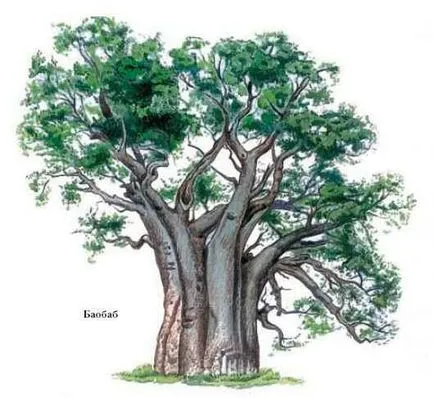 Baobab го