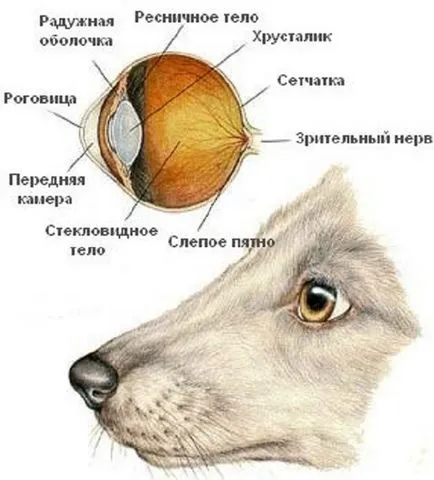 кучешки лечение на очите