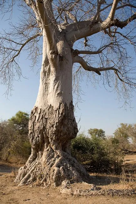 Baobab го