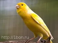 Че яденето на канарчета