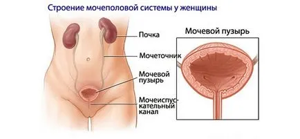 Болка в пикочния мехур, което е