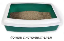 Всичко, от което се нуждаете за едно коте