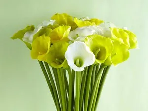 Какво цъфти изпражнения