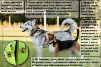 Куче ухапан от кърлеж, отколкото лечение