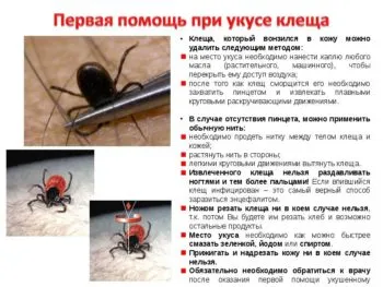 Куче ухапан от кърлеж, отколкото лечение