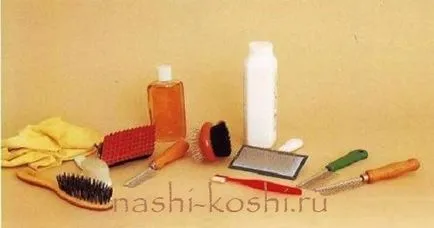 Всичко, от което се нуждаете за едно коте