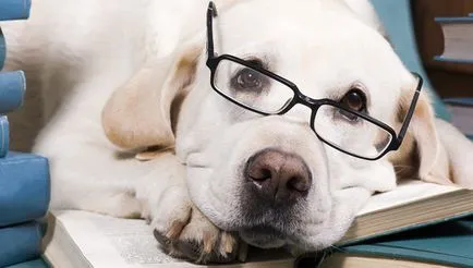 Pedigree куче какво е