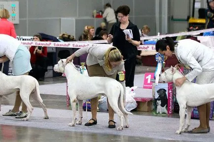 Pedigree куче какво е