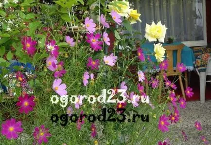 Градински цветя от лайка