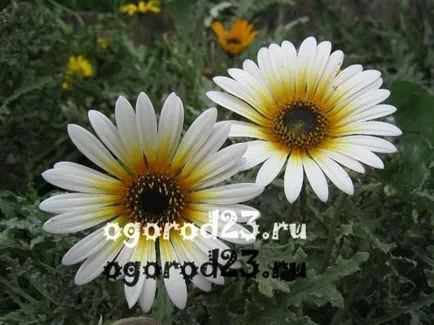 Градински цветя от лайка