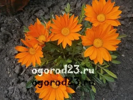 Градински цветя от лайка