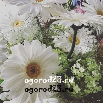 Градински цветя от лайка