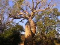 Baobab го
