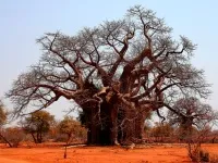 Baobab го
