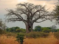 Baobab го