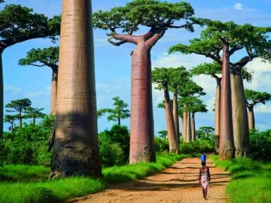 Baobab го