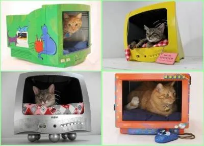 Тя зашити котка