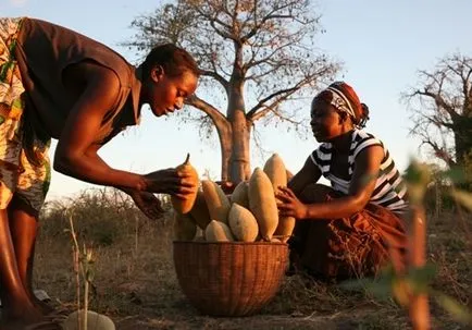 Baobab го
