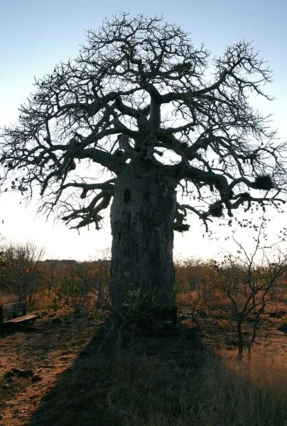 Baobab го Baobab го