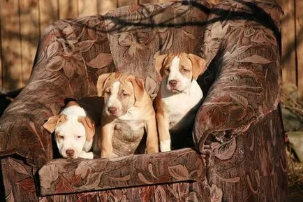 Pedigree куче какво е