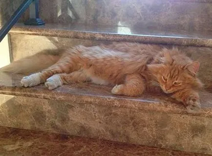 Котка и къщата му