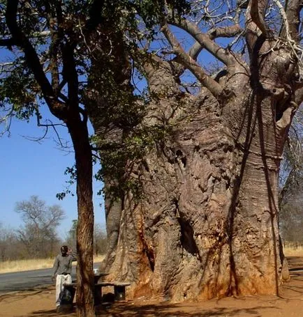 Baobab го Baobab го