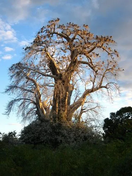 Baobab го Baobab го
