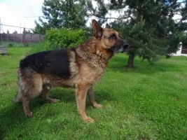 Adok fajtatiszta kutya