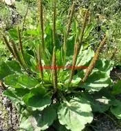 хроничен ендометрит лечение на народната медицина