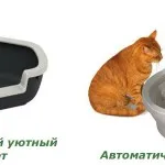 Как да премахнете котка мирис на урината