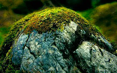 Как да се справим с мъх
