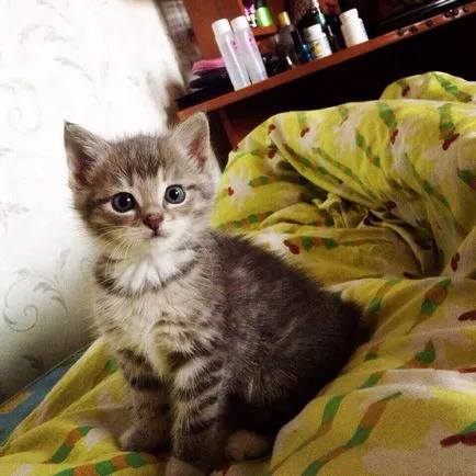 Как да премахнете котка мирис на урината