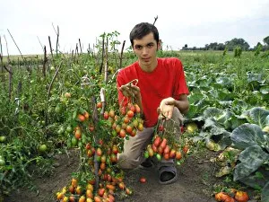 Най-вкусна сорт домати