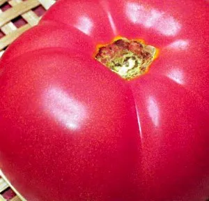 Най-вкусна сорт домати
