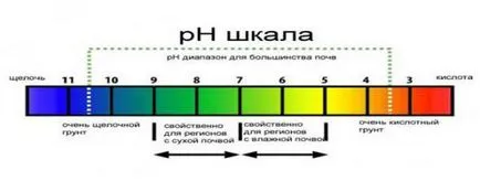 Как да се справим с мъх