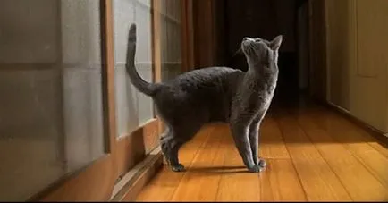 Как да премахнете котка мирис на урината