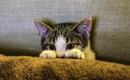окъпан котка