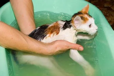окъпан котка