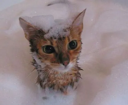 окъпан котка