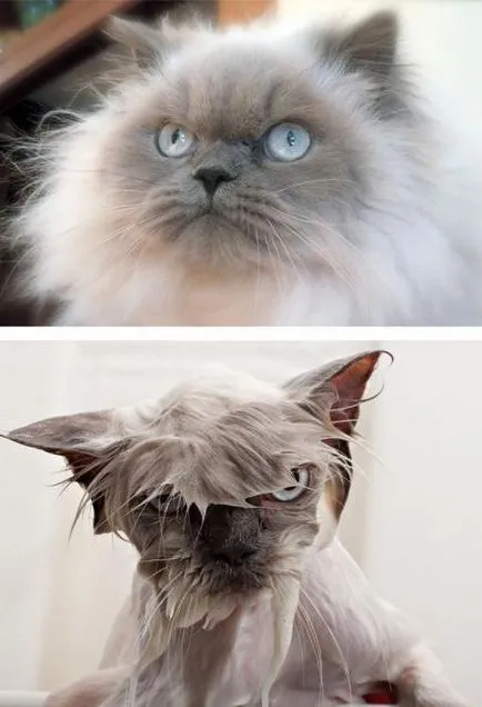 окъпан котка
