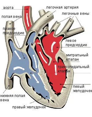 Какво е пролапси