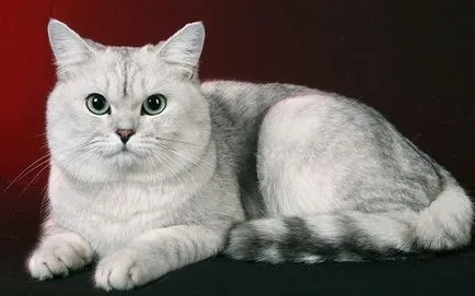 Как можете да се свържете с вашата котка