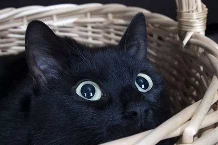 окъпан котка