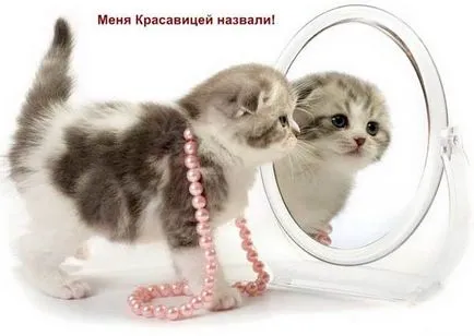 Как можете да се свържете с вашата котка