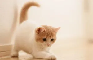 Как можете да се свържете с вашата котка