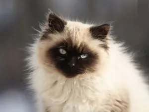 Определя котка порода Определя котка порода