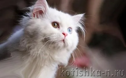 Как можете да се свържете с вашата котка
